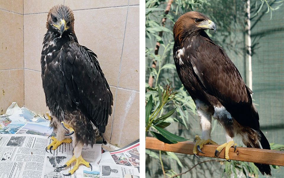 ιερακοθηρία-η-απαγωγή-του-τετράποδ-562054519