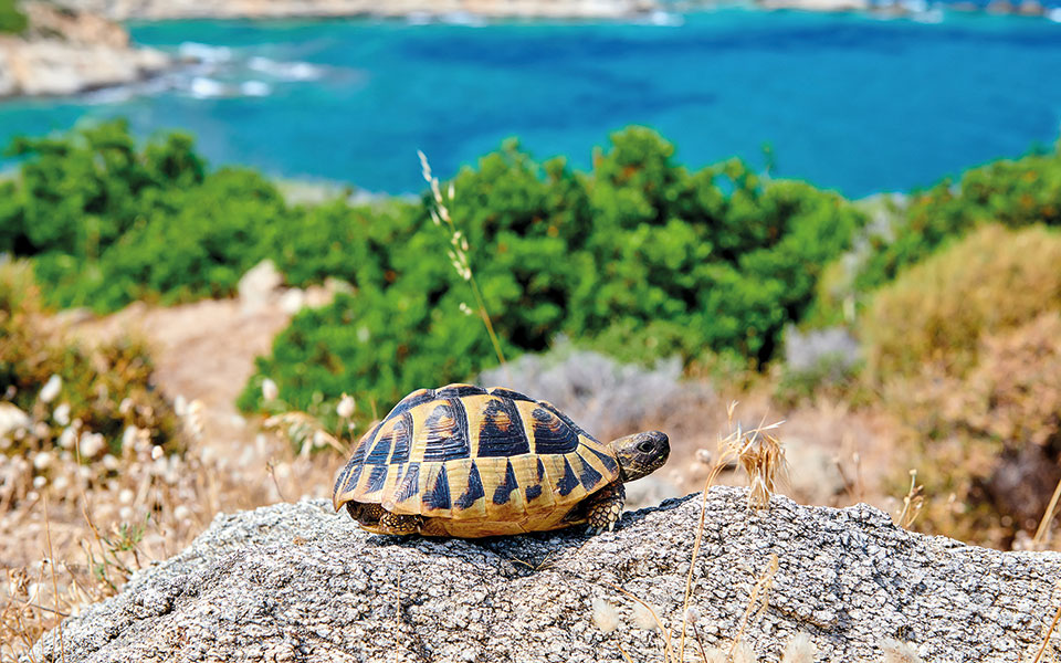 ο-μύθος-της-χελώνας-562035073