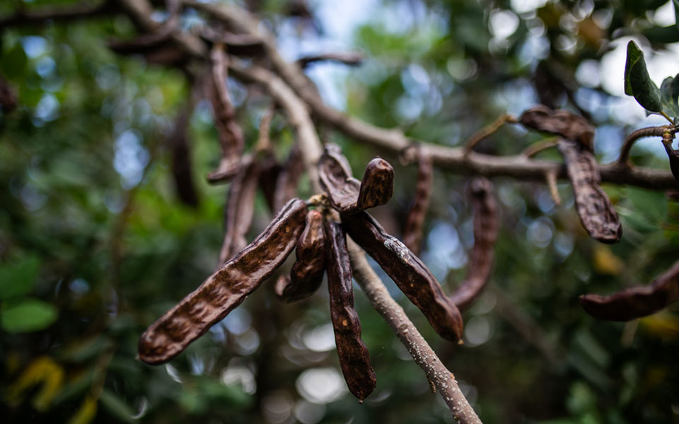 Χαρούπι: ο μαγικός καρπός της Κρήτης-2