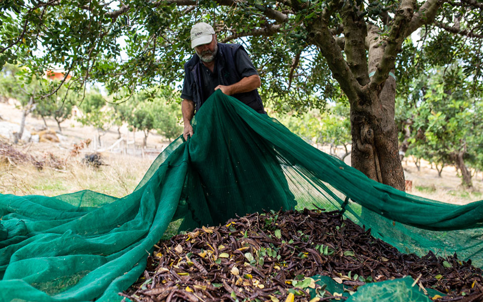Χαρούπι: ο μαγικός καρπός της Κρήτης-1