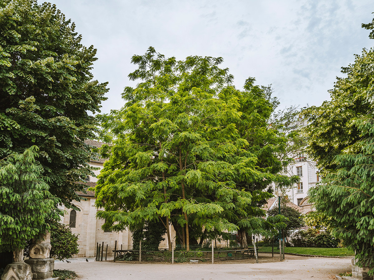 Τα αρχαία δέντρα του Παρισιού που έγιναν τοπόσημα-2