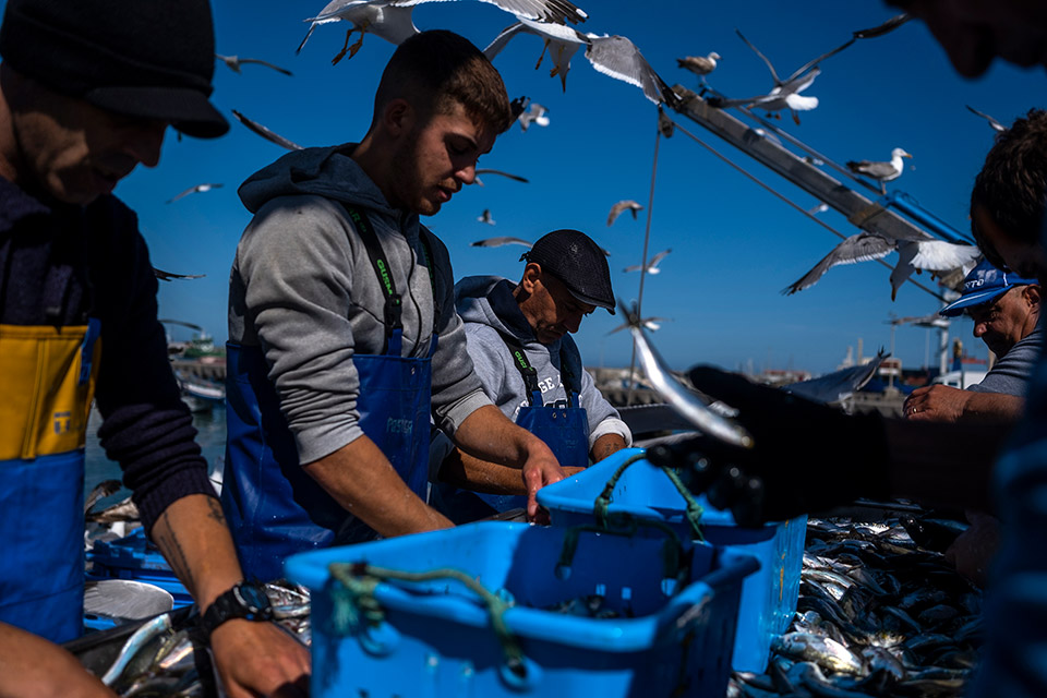Πορτογαλία: Βουτιά στον κόσμο της σαρδέλας-2