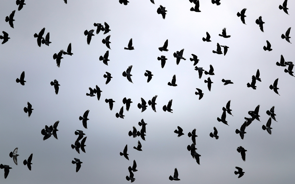 ευρωπαϊκή-γιορτή-για-τα-πουλιά-562065667