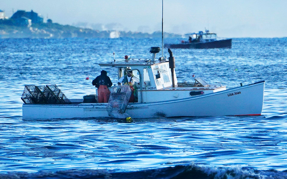 Σώστε τις φάλαινες, μην τρώτε αστακούς-1