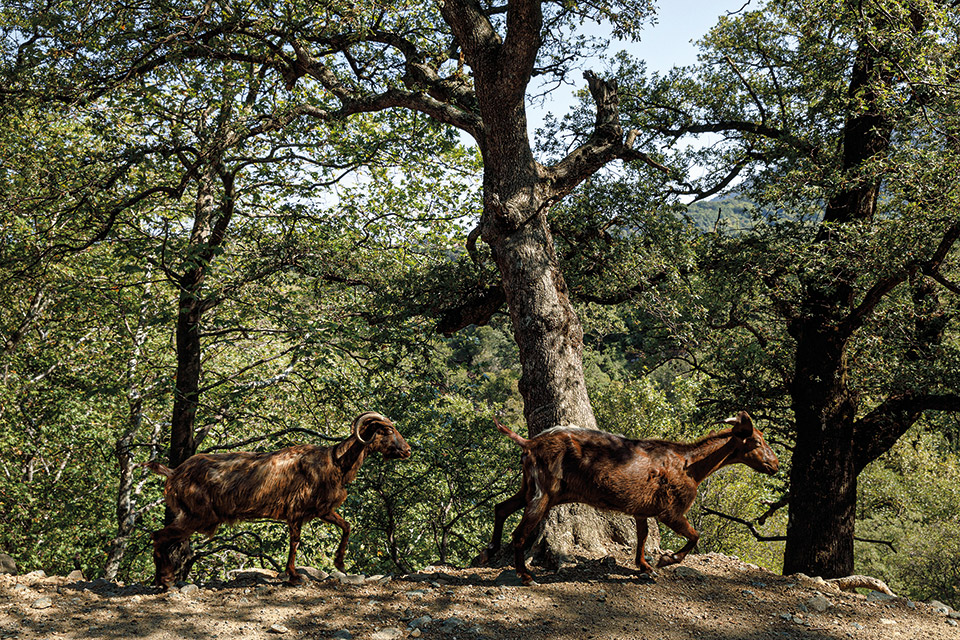Η άγρια ομορφιά της Σαμοθράκης-2