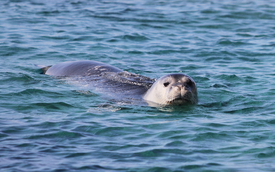 για-να-μη-βλέπουμε-τις-φώκιες-ως-αξιοθέ-562041259
