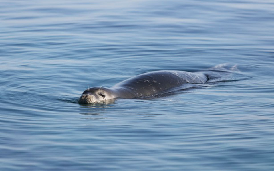 Για να μη βλέπουμε τις φώκιες ως αξιοθέατο-3