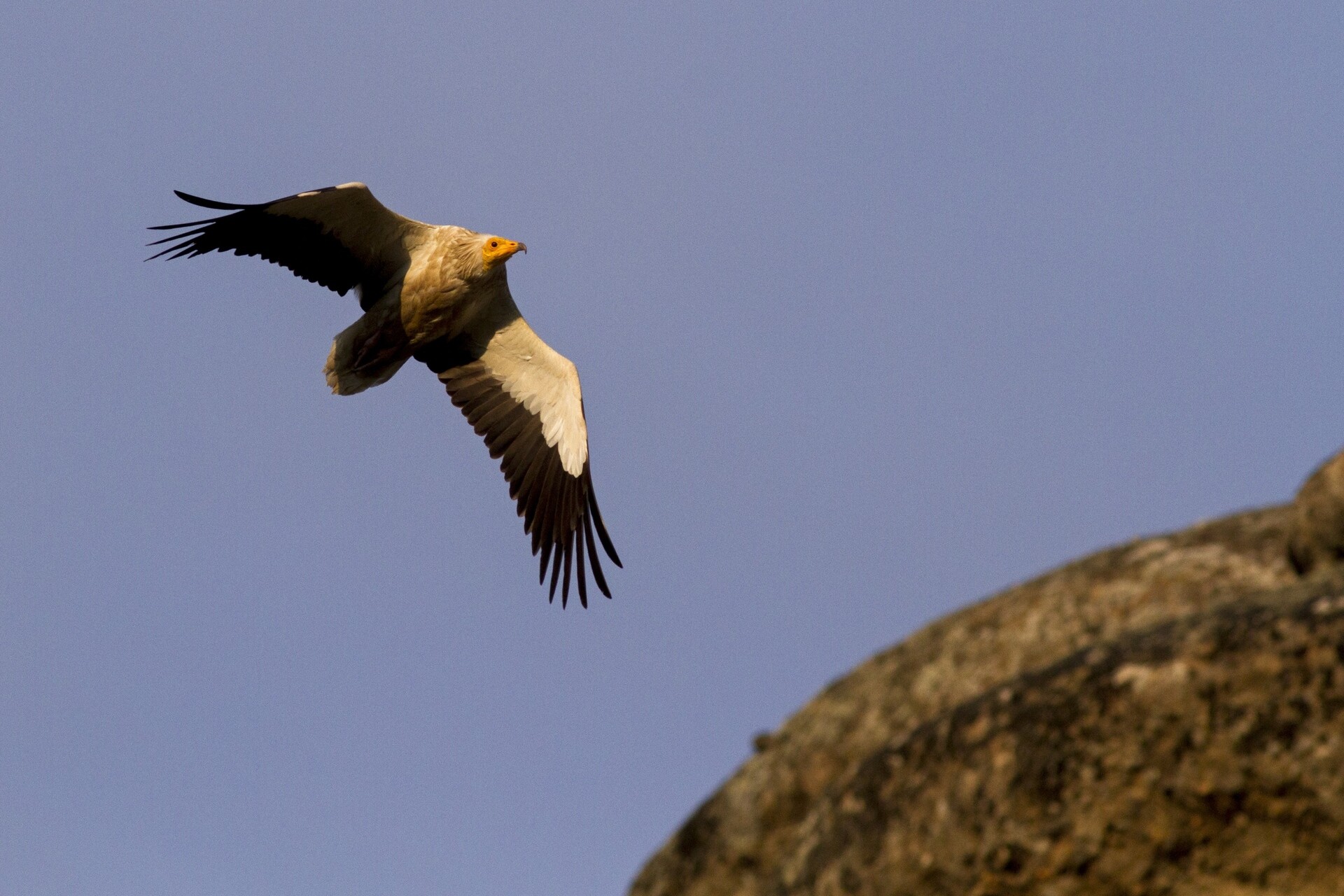 ενα-μικρό-csi-για-την-άγρια-ζωή-562044070