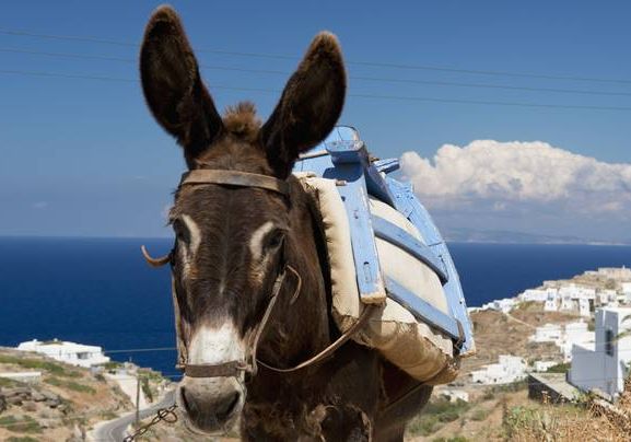 To γαϊδουράκι του Λίντον Τζόνσον και το χρέος της Ελλάδας προς τους όνους-1