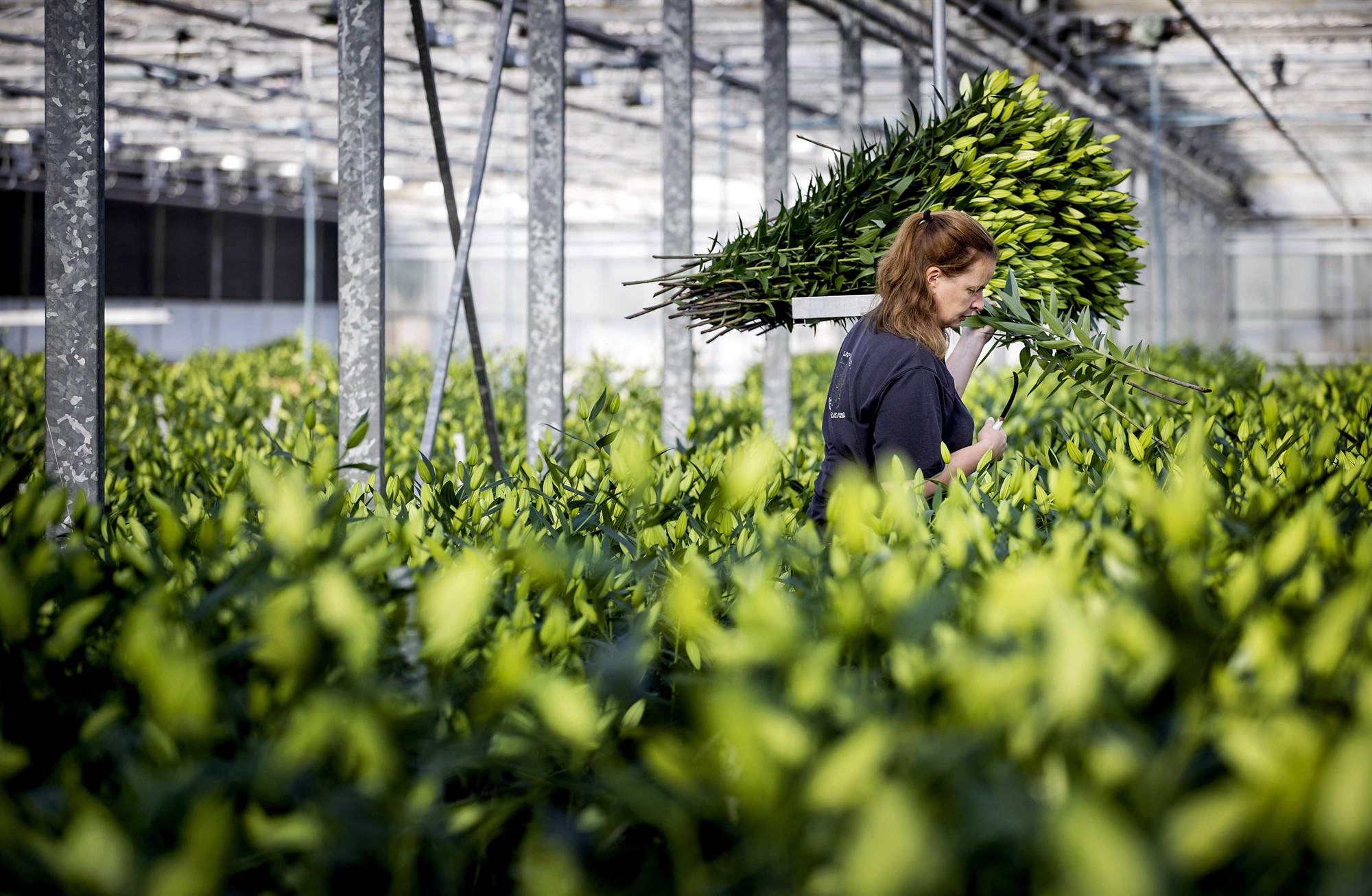 για-ελλείψεις-προϊόντων-τον-χειμώνα-σ-562057789