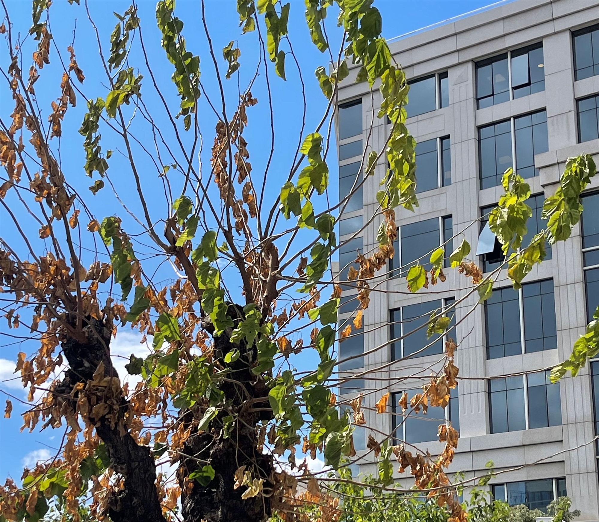 Το «κινεζικό σκαθάρι» κατατρώει τις μουριές-2