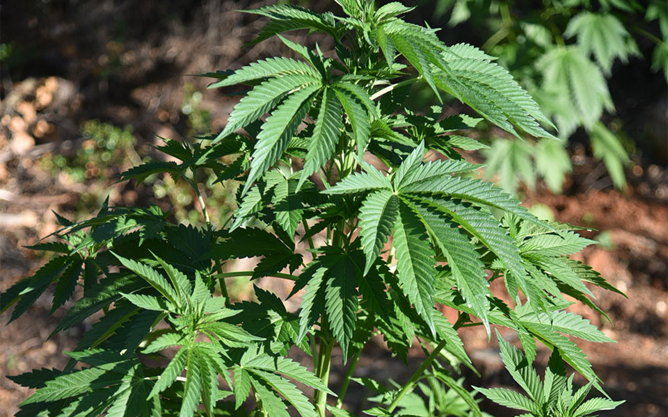 μαγνησία-εντοπίστηκε-μεγάλη-φυτεία-κ-562045645