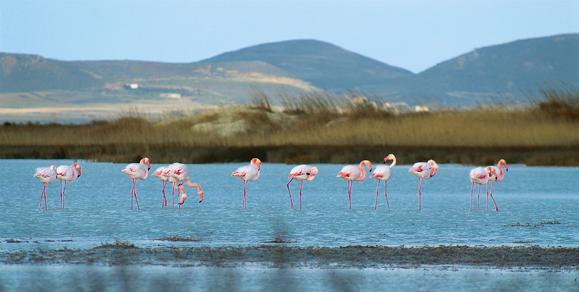ο-θαυμαστός-κόσμος-της-λήμνου-562060693