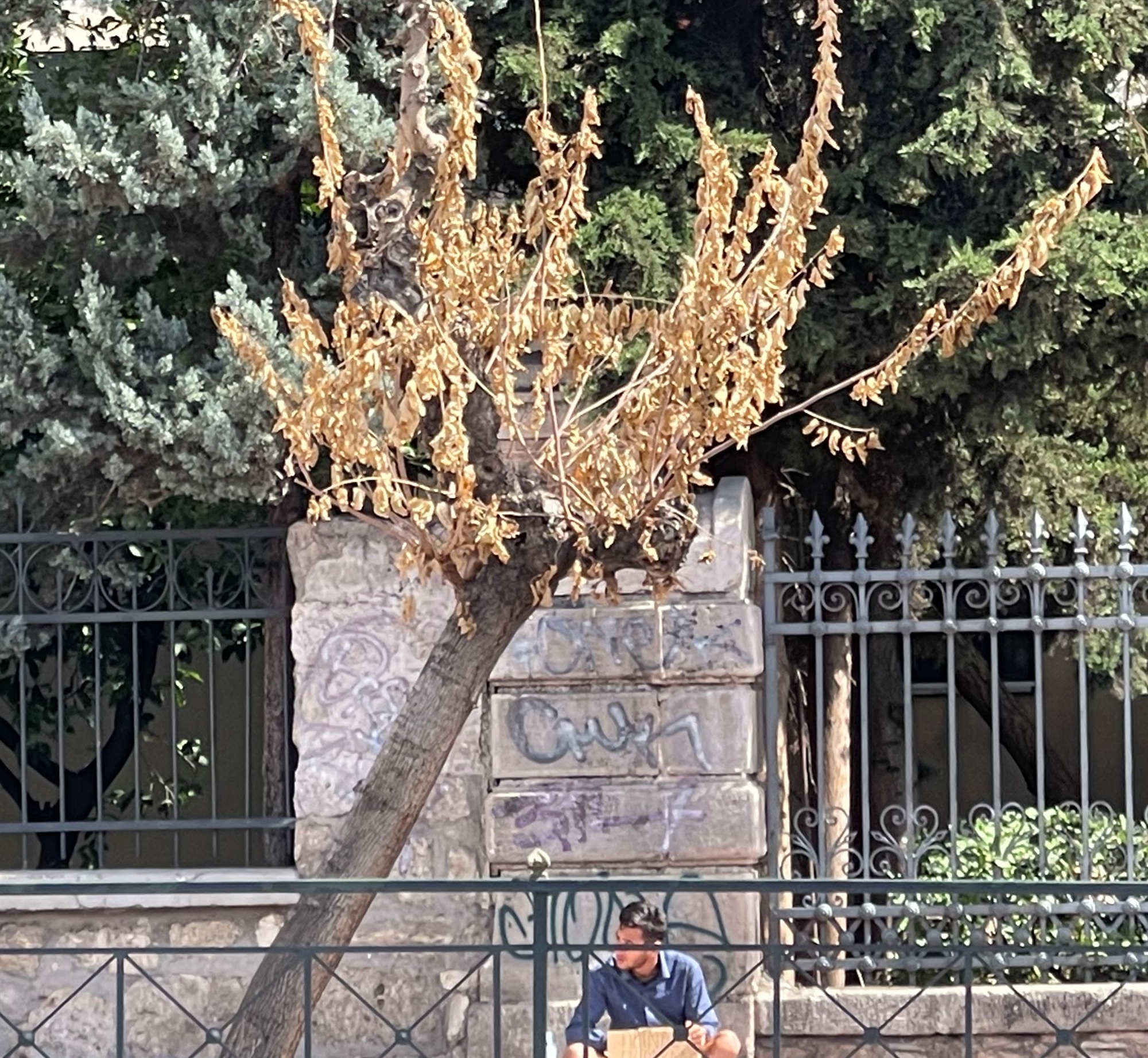 Το «κινεζικό σκαθάρι» κατατρώει τις μουριές-1