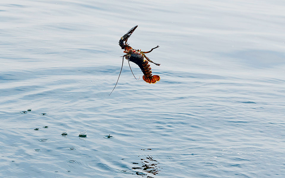 σώστε-τις-φάλαινες-μην-τρώτε-αστακούς-562044751