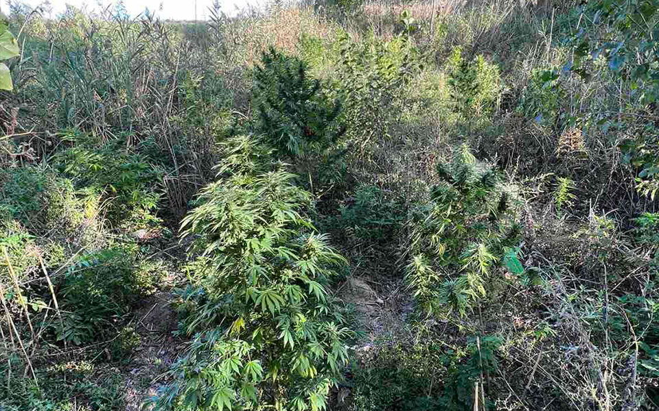 θεσσαλονίκη-συλλήψεις-για-φυτεία-κάν-562061818