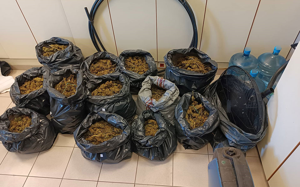 Φητεία-μαμούθ με 5.052 δενδρύλλια κάνναβης στον Όλυμπο – Στα 40 εκατ. ευρώ τα εκτιμώμενα κέρδη-3