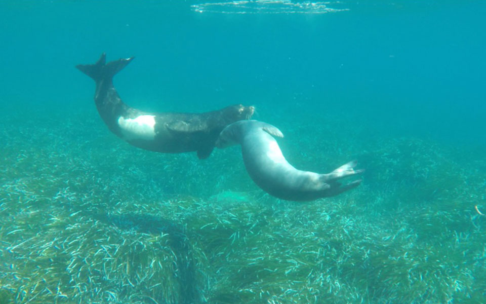Για να μη βλέπουμε τις φώκιες ως αξιοθέατο-2