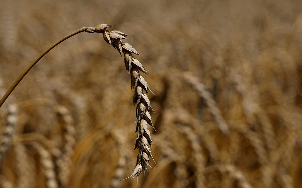 ρωσία-στρατολογούνται-και-αγρότες-γι-562064632