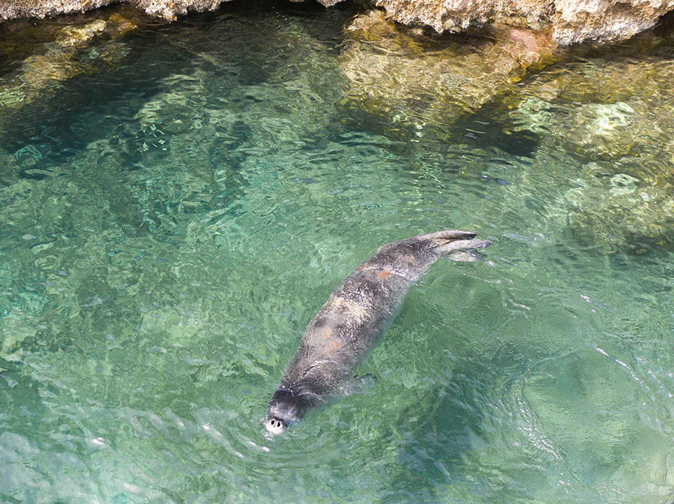 Για να μη βλέπουμε τις φώκιες ως αξιοθέατο-1