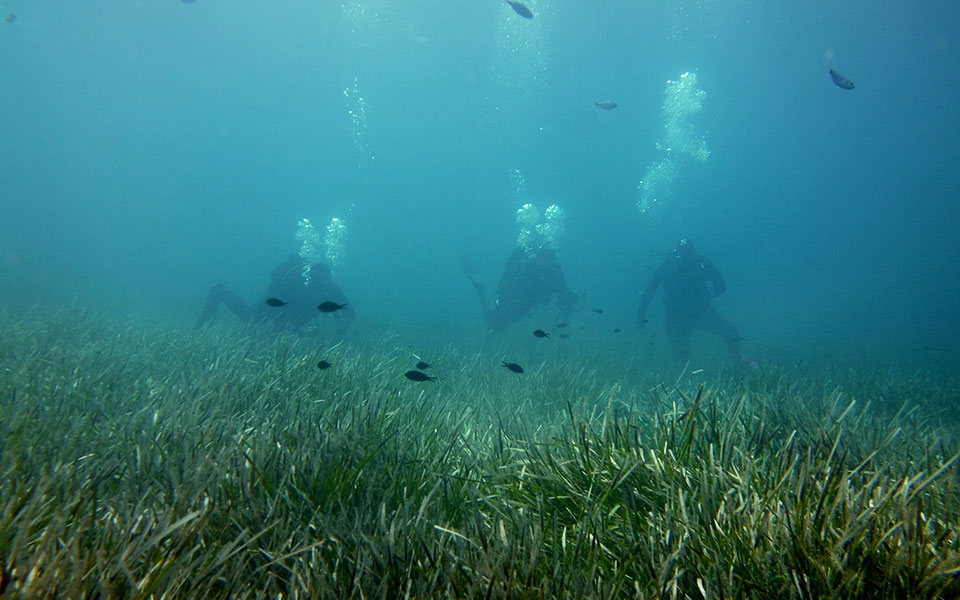Για να μη βλέπουμε τις φώκιες ως αξιοθέατο-5