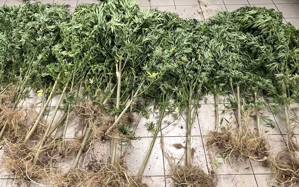 θεσσαλονίκη-εντοπίστηκε-φυτεία-με-90-δε-562044976