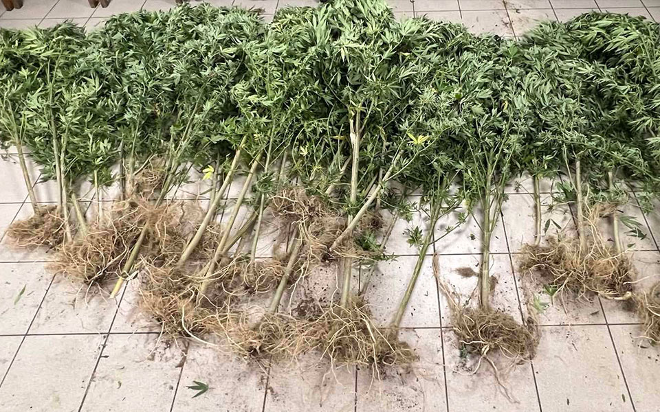 κέρκυρα-καλλιεργούσε-κάνναβη-δίπλα-σ-562062208