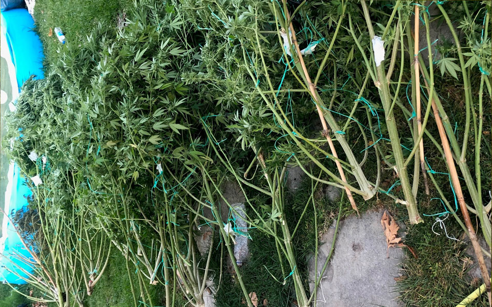 όλυμπος-εντοπίστηκε-φυτεία-με-πάνω-απ-562046518