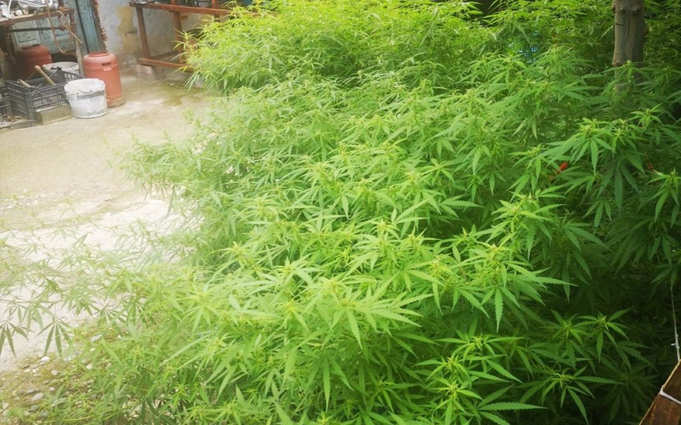 βέροια-χειροπέδες-σε-άνδρα-που-καλλιε-562031533