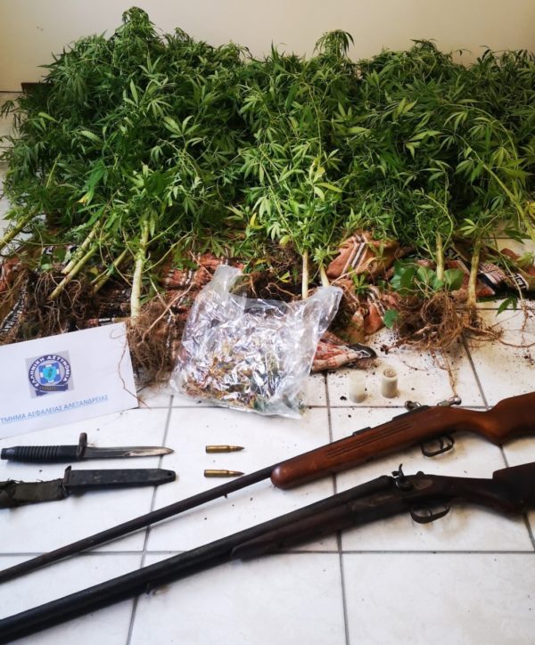 Βέροια: Χειροπέδες σε άνδρα που καλλιεργούσε στην αυλή του 21 δενδρύλλια κάνναβης-1