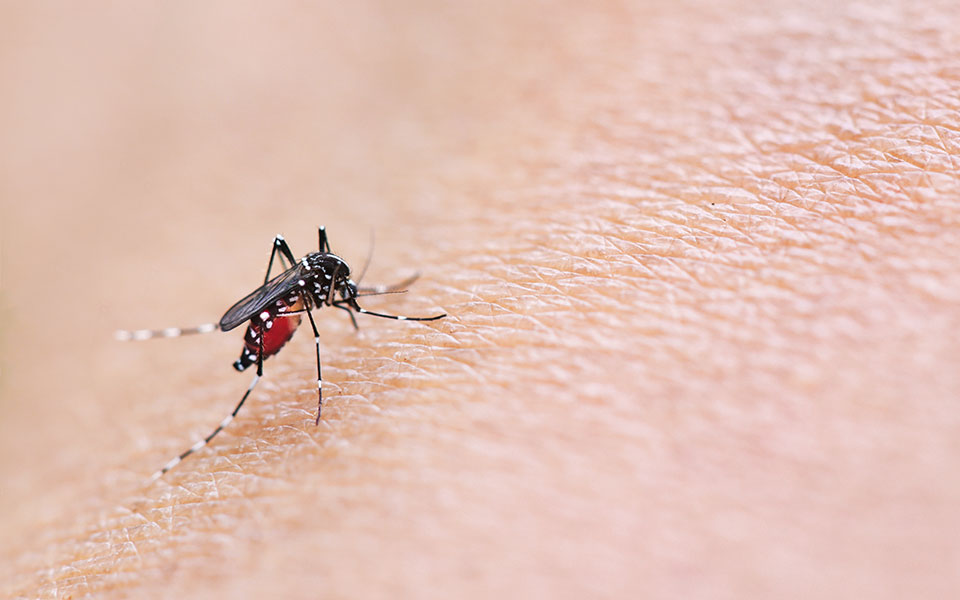 εοδυ-160-εγχώρια-κρούσματα-λοίμωξης-από-562029952