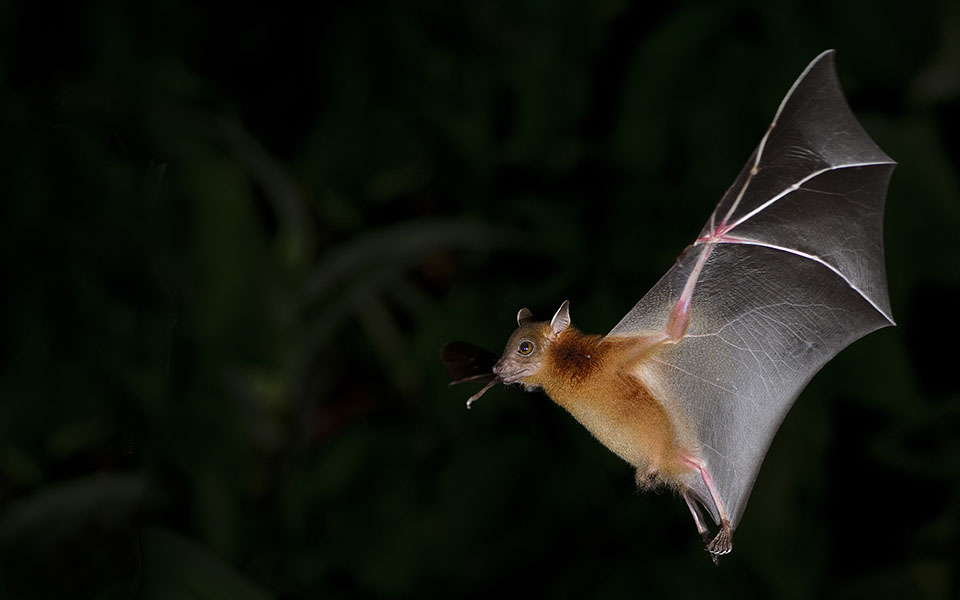 νέο-κορωνοϊό-που-είναι-ανθεκτικός-στα-562058209