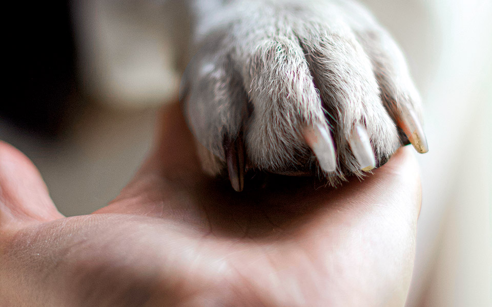 αποχαιρετώντας-τον-πιο-πιστό-φίλο-του-562023964