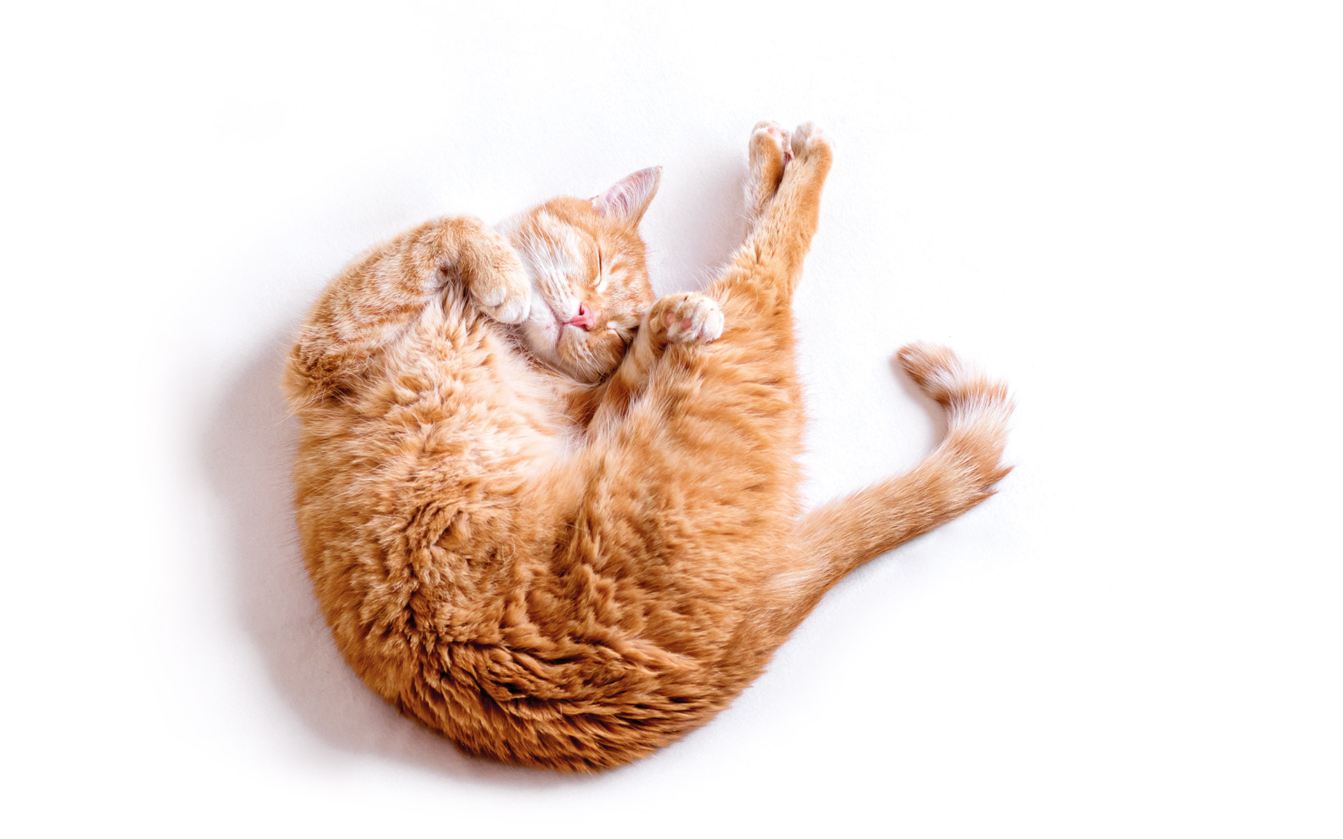 η-συνωμοσία-της-γάτας-562045228