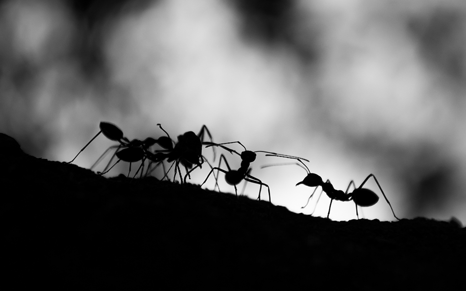 πόσα-μυρμήγκια-υπάρχουν-στη-γη-562052482