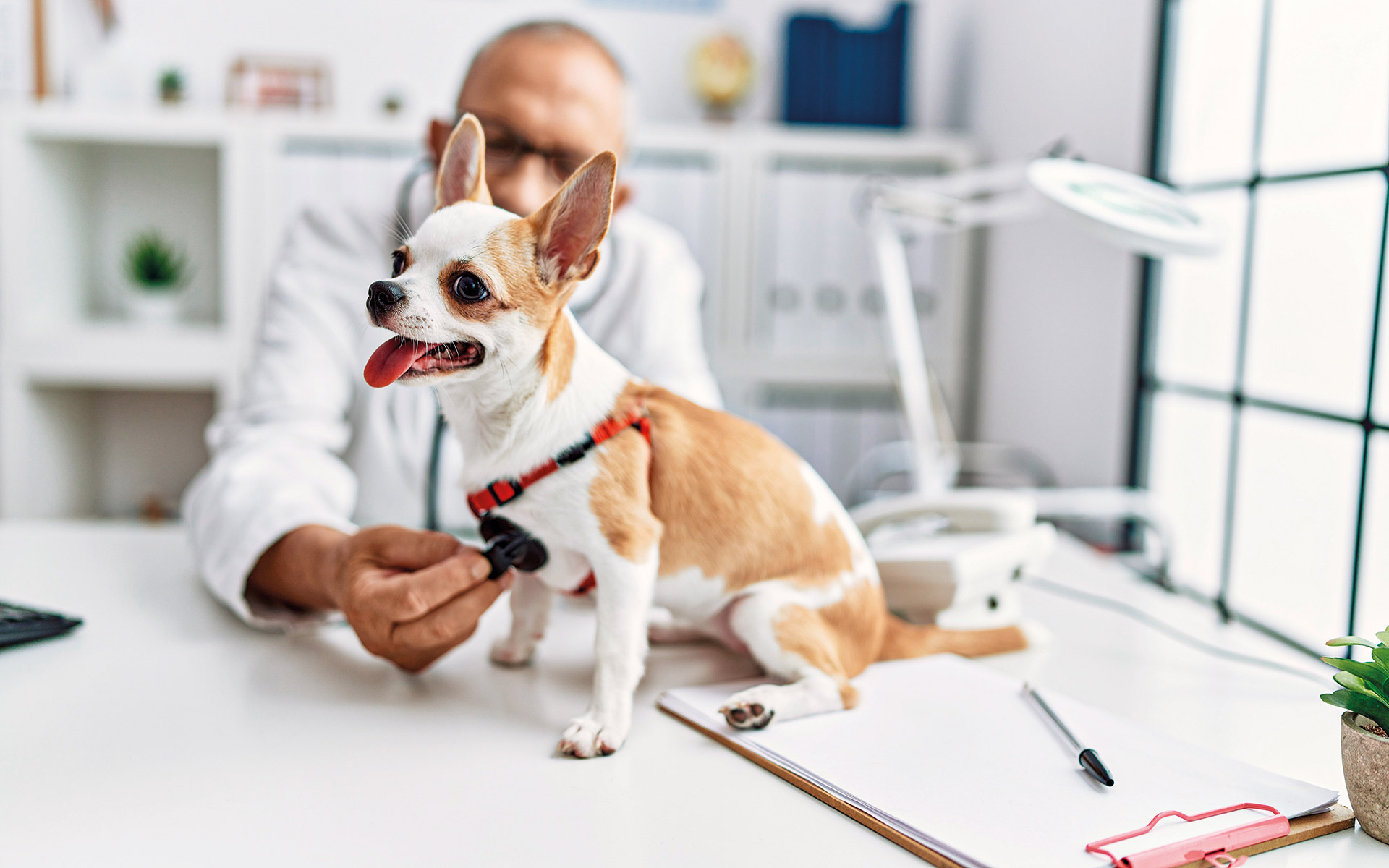 γιατί-οι-φροντιστές-επιλέγουν-σκυλιά-562069963