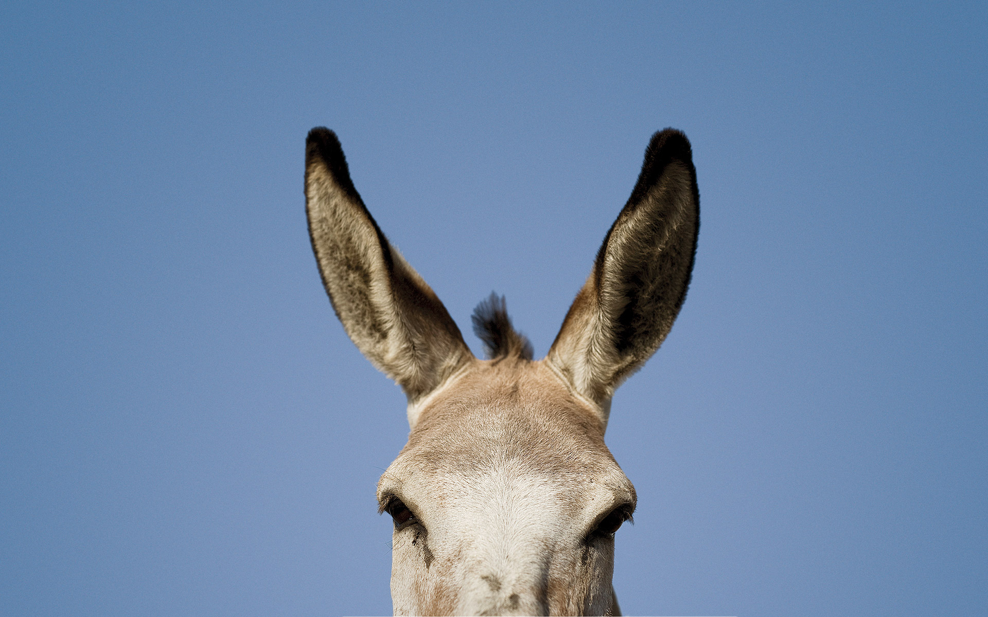 όσα-ξέρουμε-και-δεν-ξέρουμε-για-τον-γά-562056613
