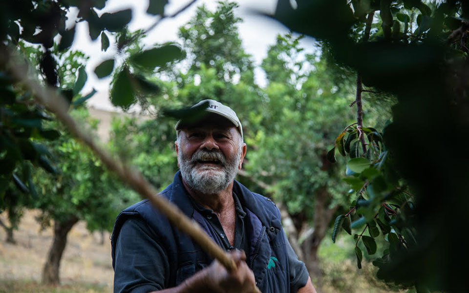 χαρούπι-ο-μαγικός-καρπός-της-κρήτης-562064692