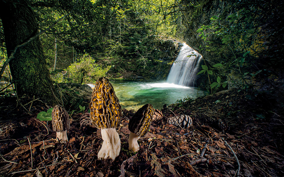 wildlife-photographer-of-the-year-διάκριση-έλληνα-φωτογράφου-στο-562091986