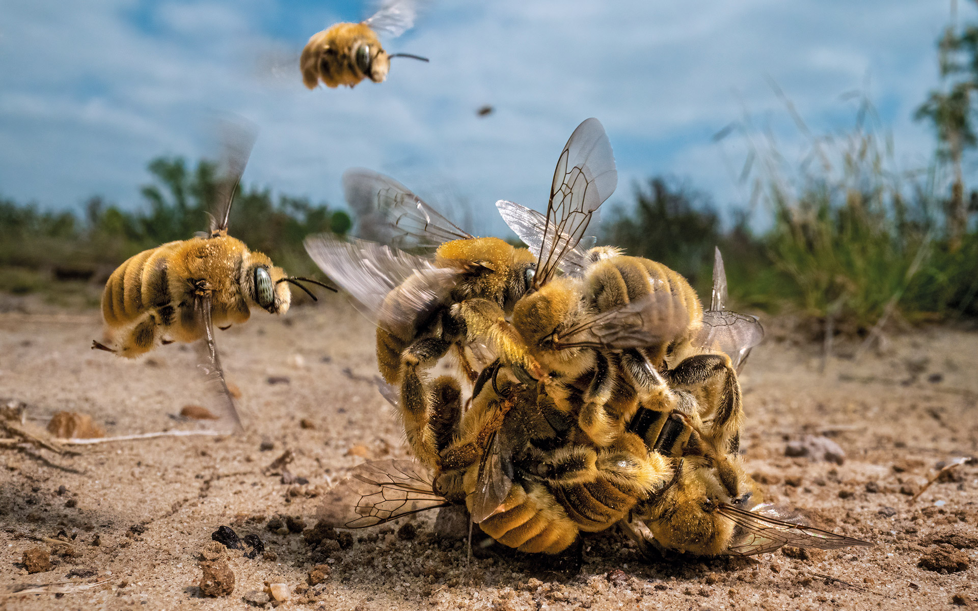 η-άγρια-φύση-κάνει-buzz-στα-βραβεία-wildlife-photographer-of-the-year-562100500