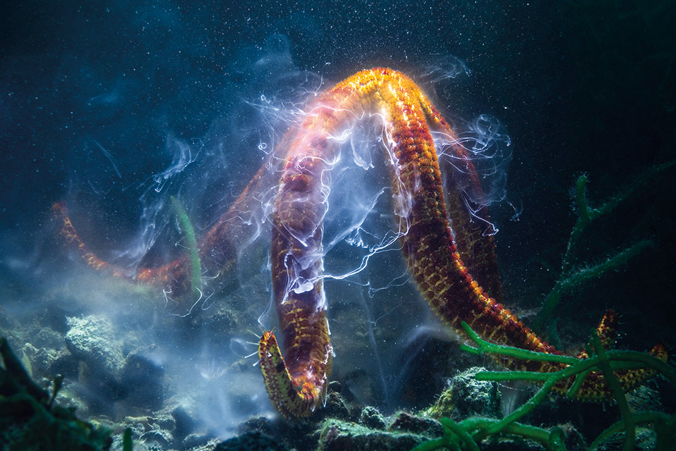 Η άγρια φύση κάνει buzz στα βραβεία Wildlife Photographer of the Year-3