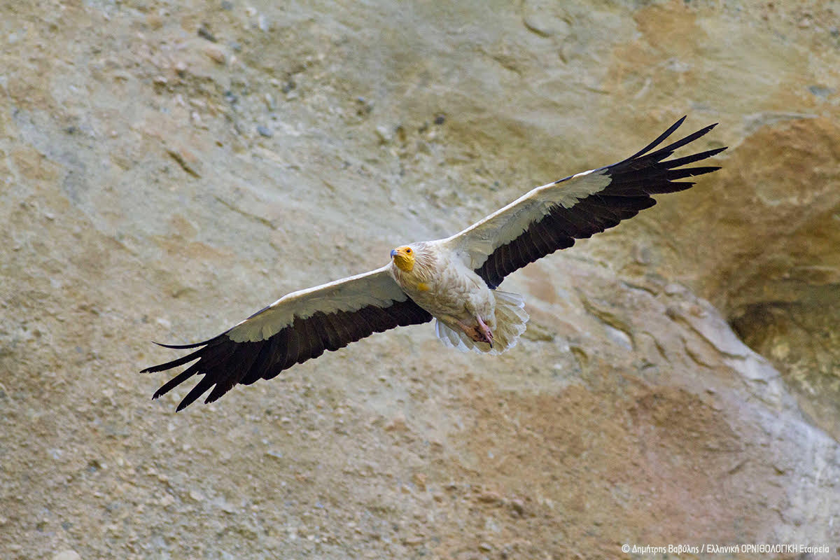 Ο Κούκι βγήκε… στη σύνταξη-3