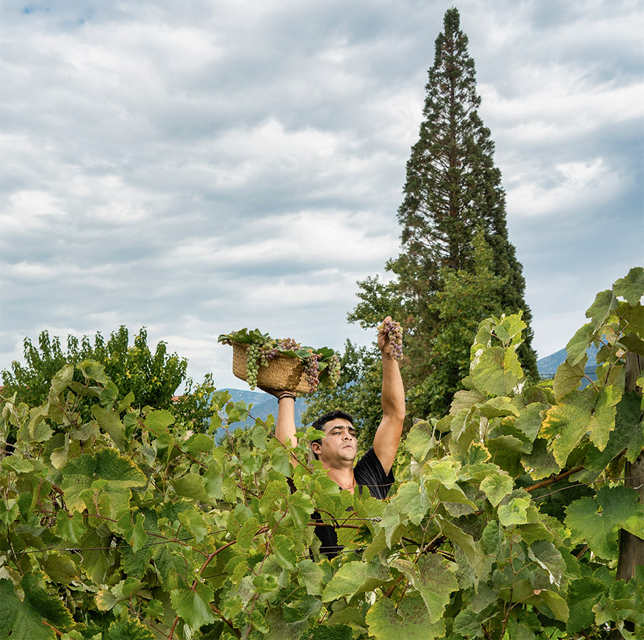 Οινοτουρισμός: Δέκα αγαπημένοι προορισμοί στην Ελλάδα-12