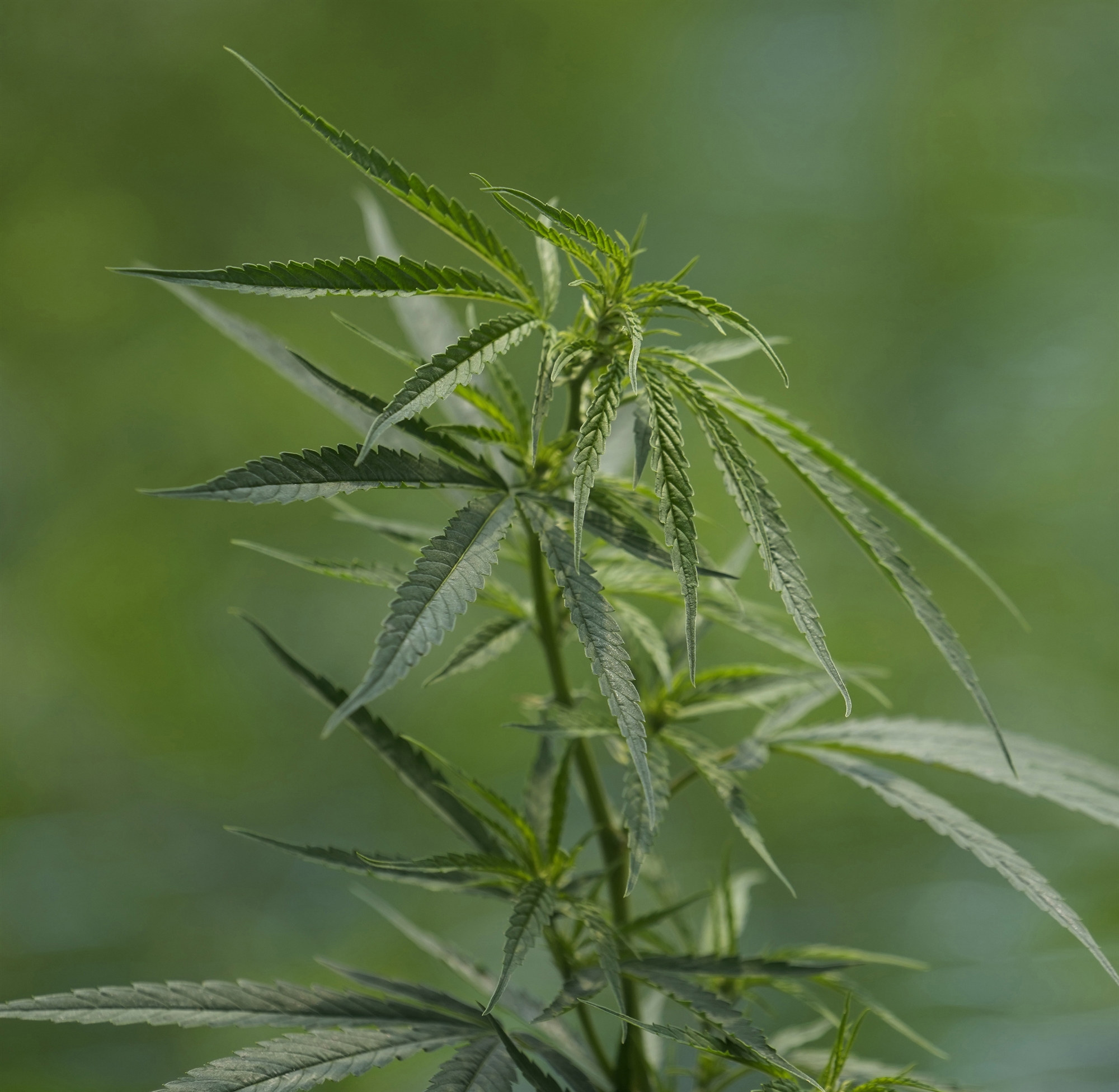 Προς νόμιμη πώληση κάνναβης στη Γερμανία-2