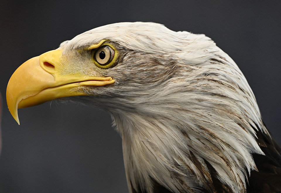 λευκοκέφαλος-αετός-562095961