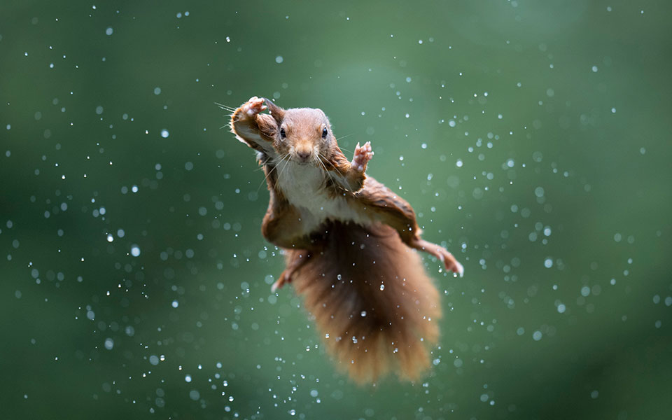 Δείτε τις πιο αστείες φωτογραφίες άγριων ζώων της χρονιάς-3