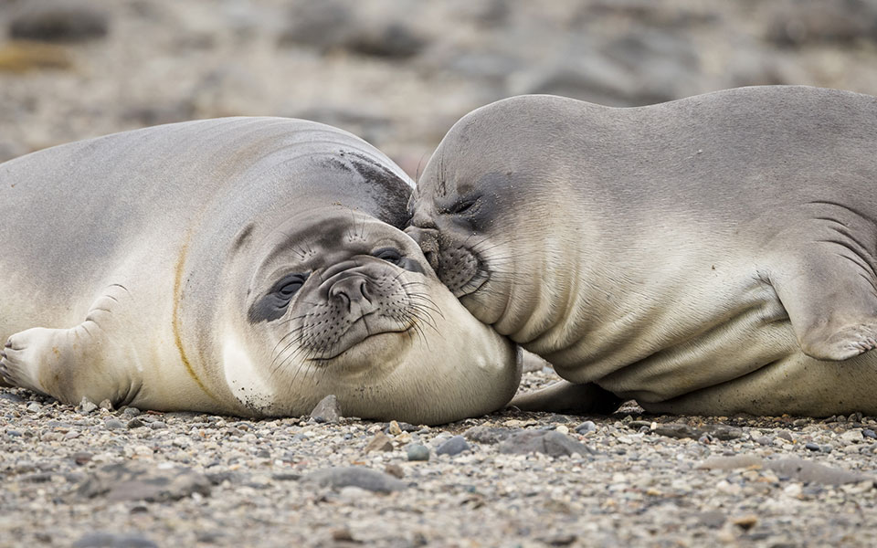 Δείτε τις πιο αστείες φωτογραφίες άγριων ζώων της χρονιάς-1