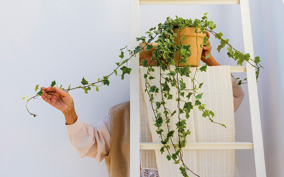 κισσός-ο-κατακτητής-του-κήπου-562091749