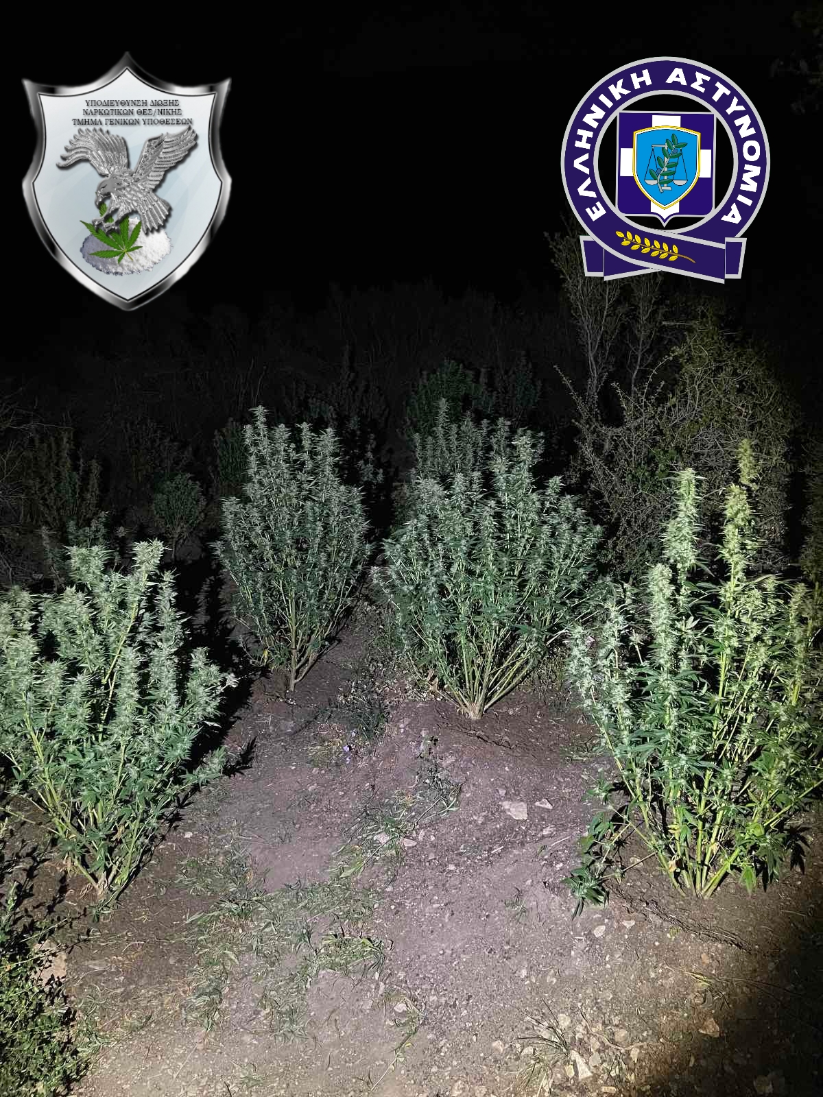 Θεσσαλονίκη: Χειροπέδες σε πέντε μέλη κυκλώματος καλλιέργειας και διακίνησης κάνναβης-1