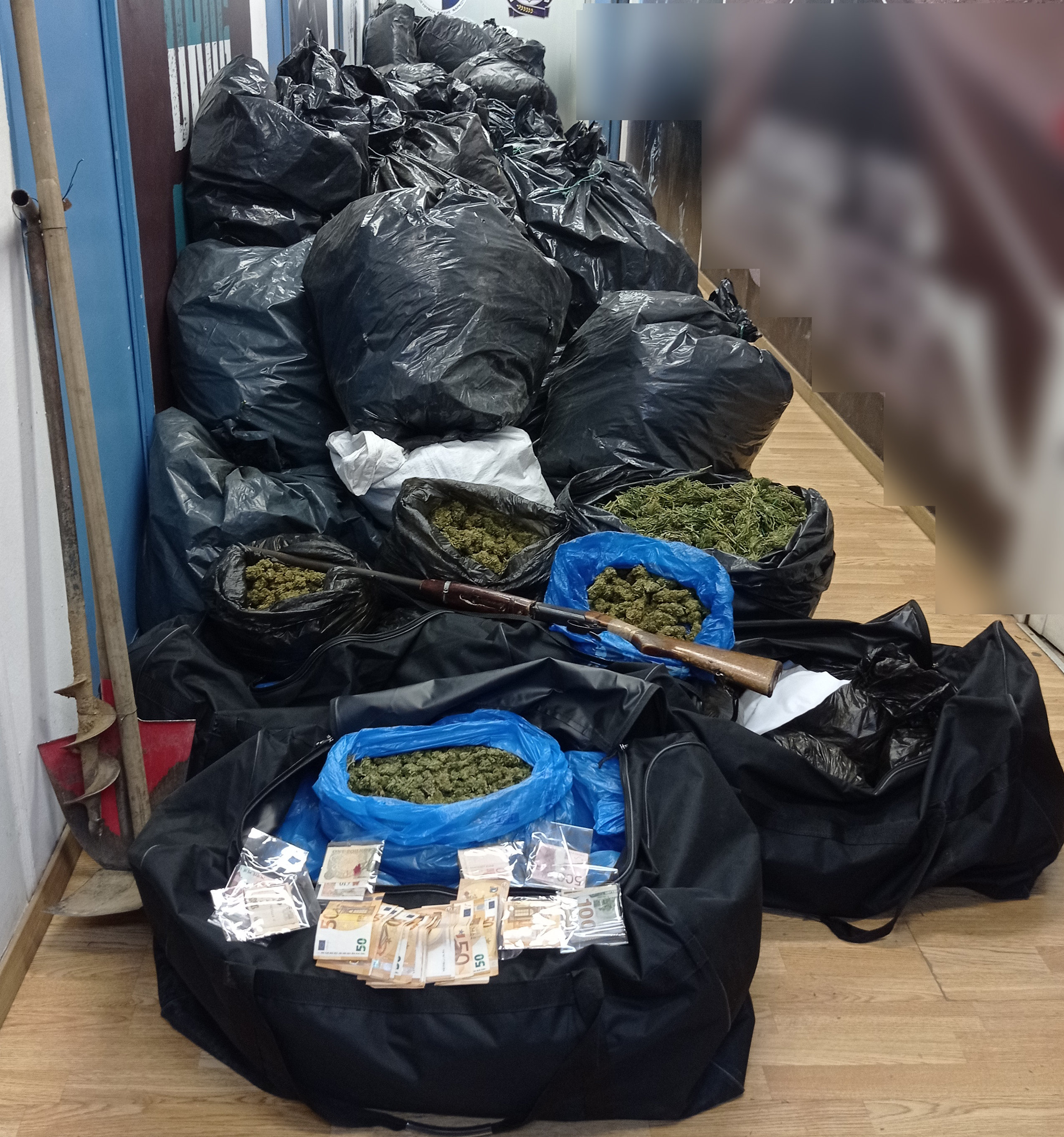 Εξαρθρώθηκε σπείρα η οποία «γέμιζε» κάνναβη Ηλεία, Αττική και Φθιώτιδα-1